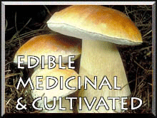 EDIBLE & MEDICINAL MUSHROOMS