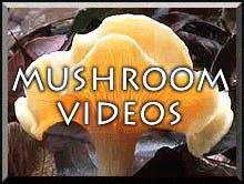 MUSHROOM VIDEOS