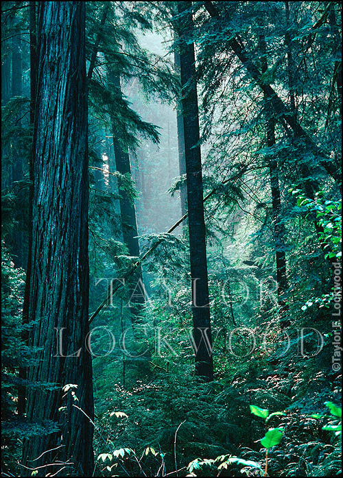 Mendocino Redwoods