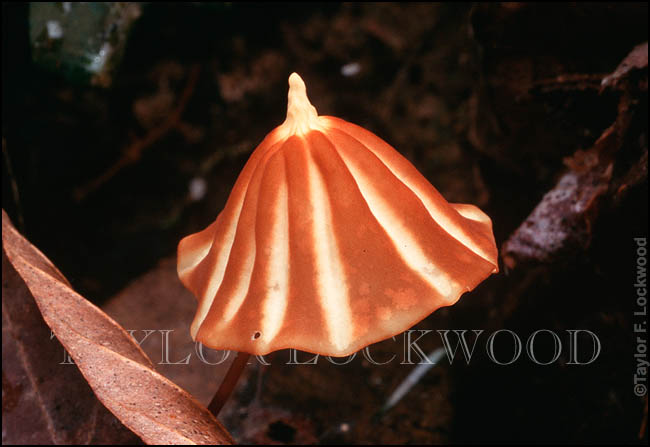 Marasmius sp., Amazon