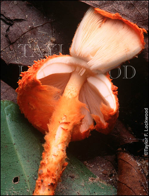 Agaricus trisulphuratus