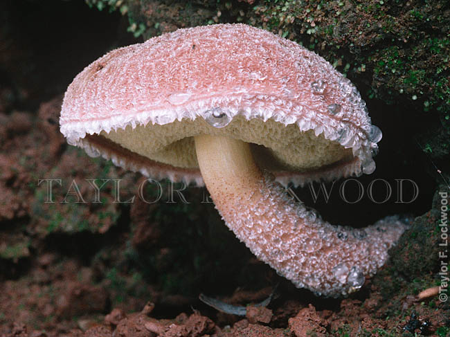 Boletus sp. - Zimbabwe