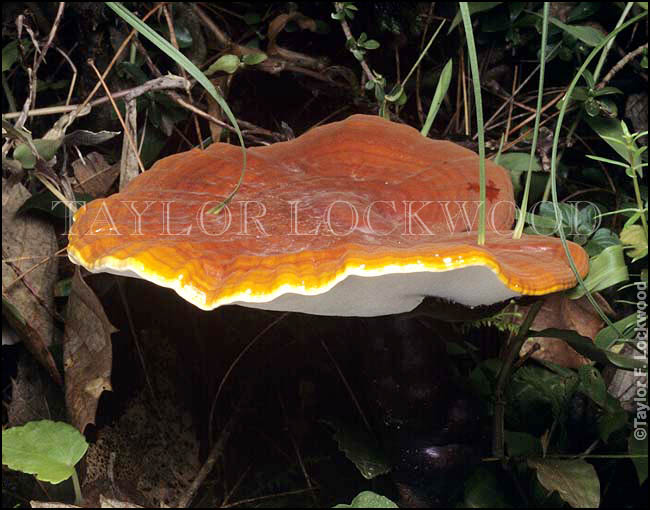 Ganoderma lucidum - India
