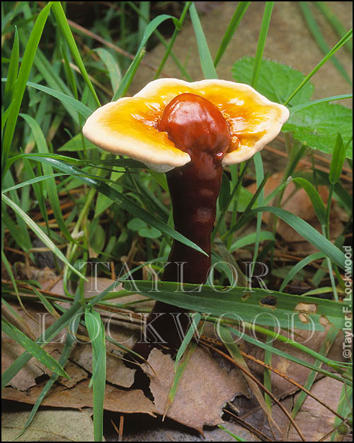 Ganoderma lucidum - India
