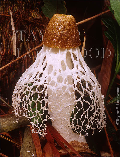 Dictyophora indusiata