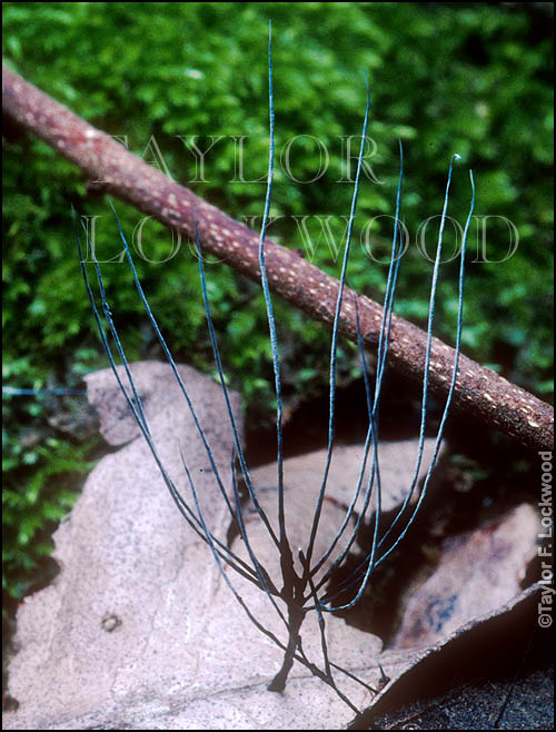 Xylaria aff. tentacula