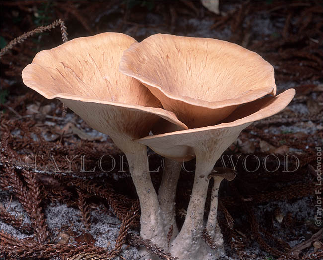Pleurotus tuberregium - Australia