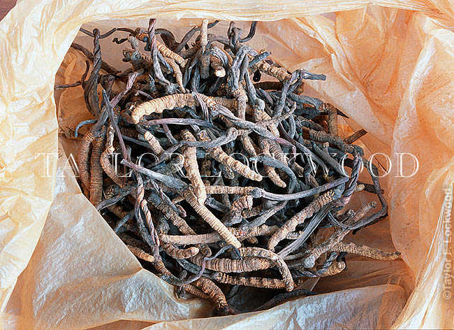 Cordyceps sinensis - Tibet