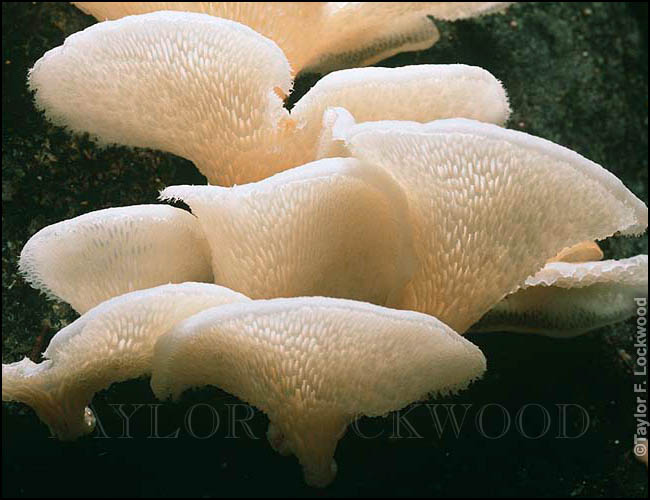 Polyporus tenuiculus