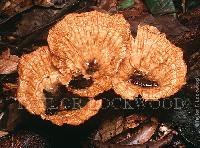 Cymatoderma caperatum- Brazil
