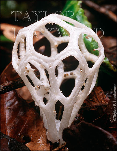 Clathrus chrysomycelinus