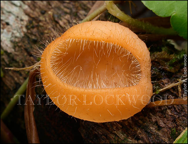Cookeina tricholoma - Brazil