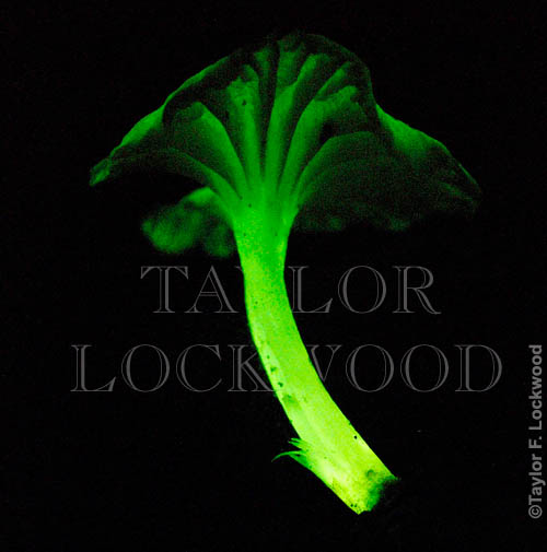 Gerronema viridilucens - bioluminescent